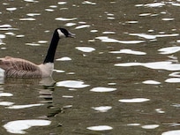 Geese, ducks, a loon and blue heron