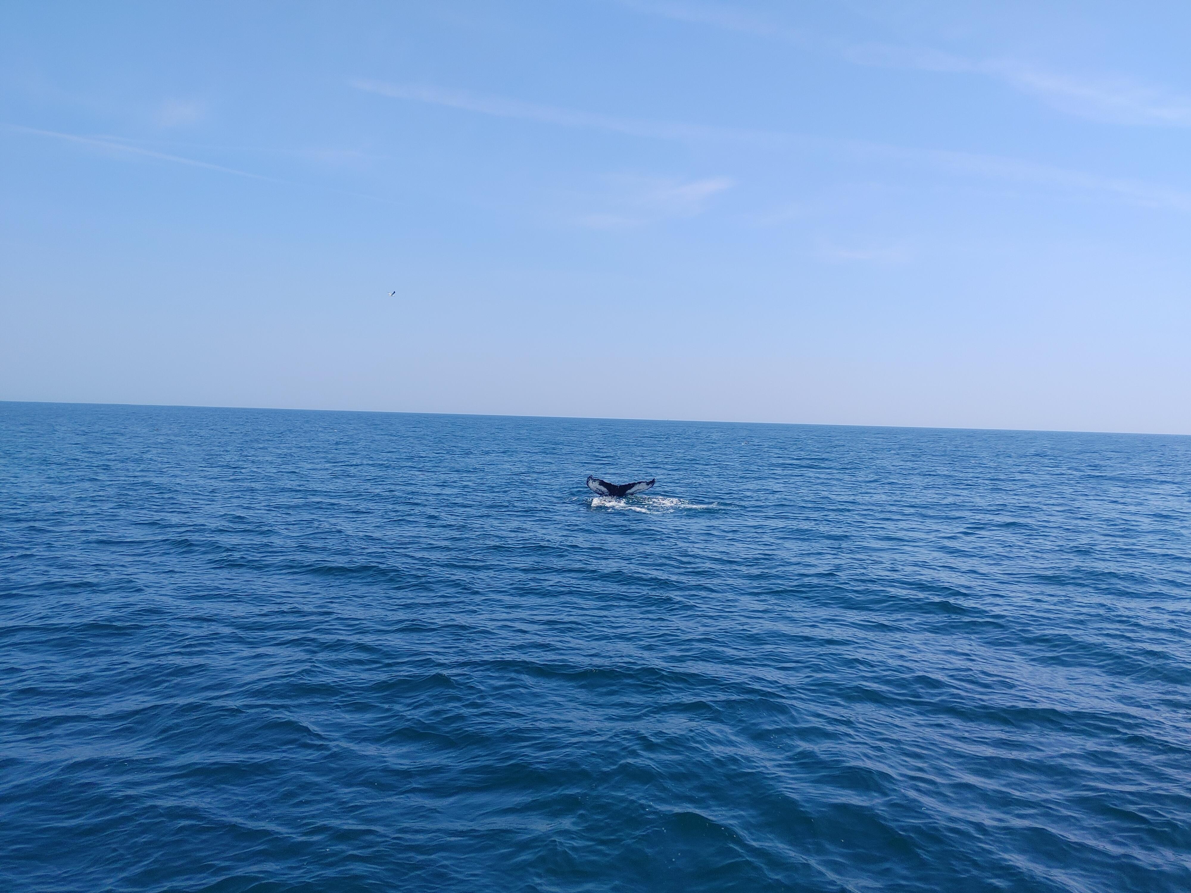 Whale watch off Provincetown