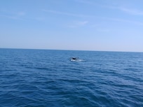 Whale watch off Provincetown