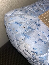 This is a dead adult bed bug and is intact a bed bug not a roach it’s an adult pest control confirmed