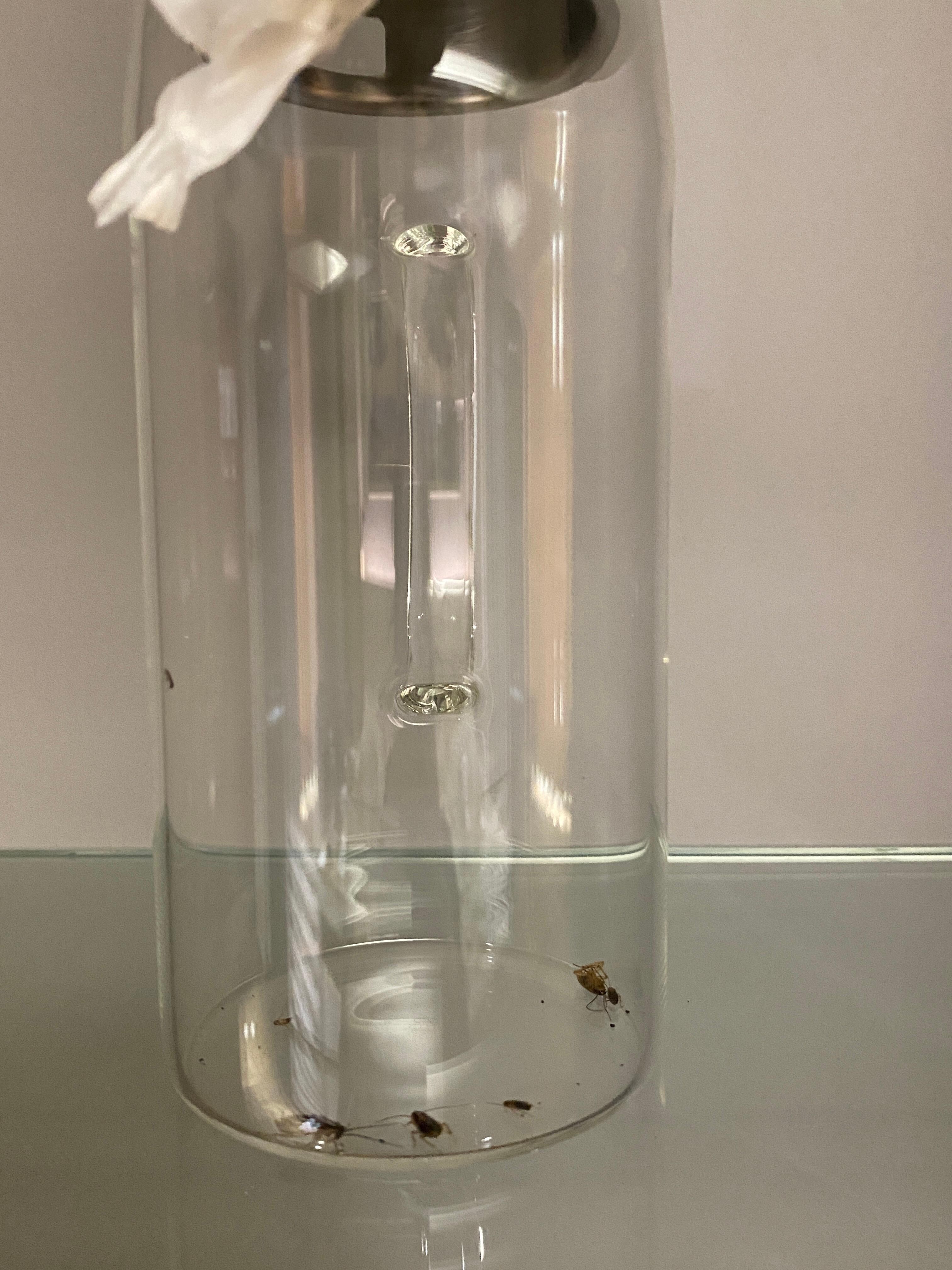 We caught total 9 cockroach 