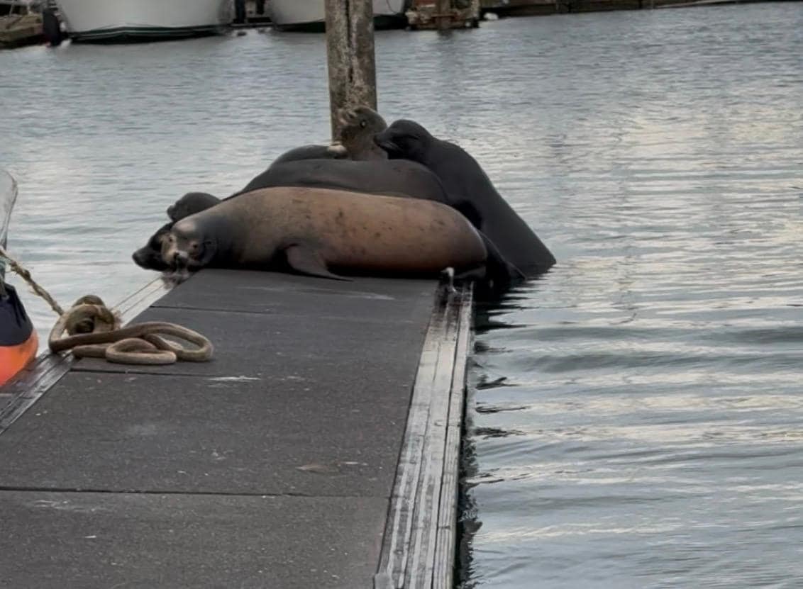 Sea lions down at the dock. This is the overflow dock because the other dock had like 50 more. 