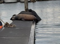 Sea lions down at the dock. This is the overflow dock because the other dock had like 50 more.