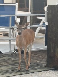Unexpected visitor