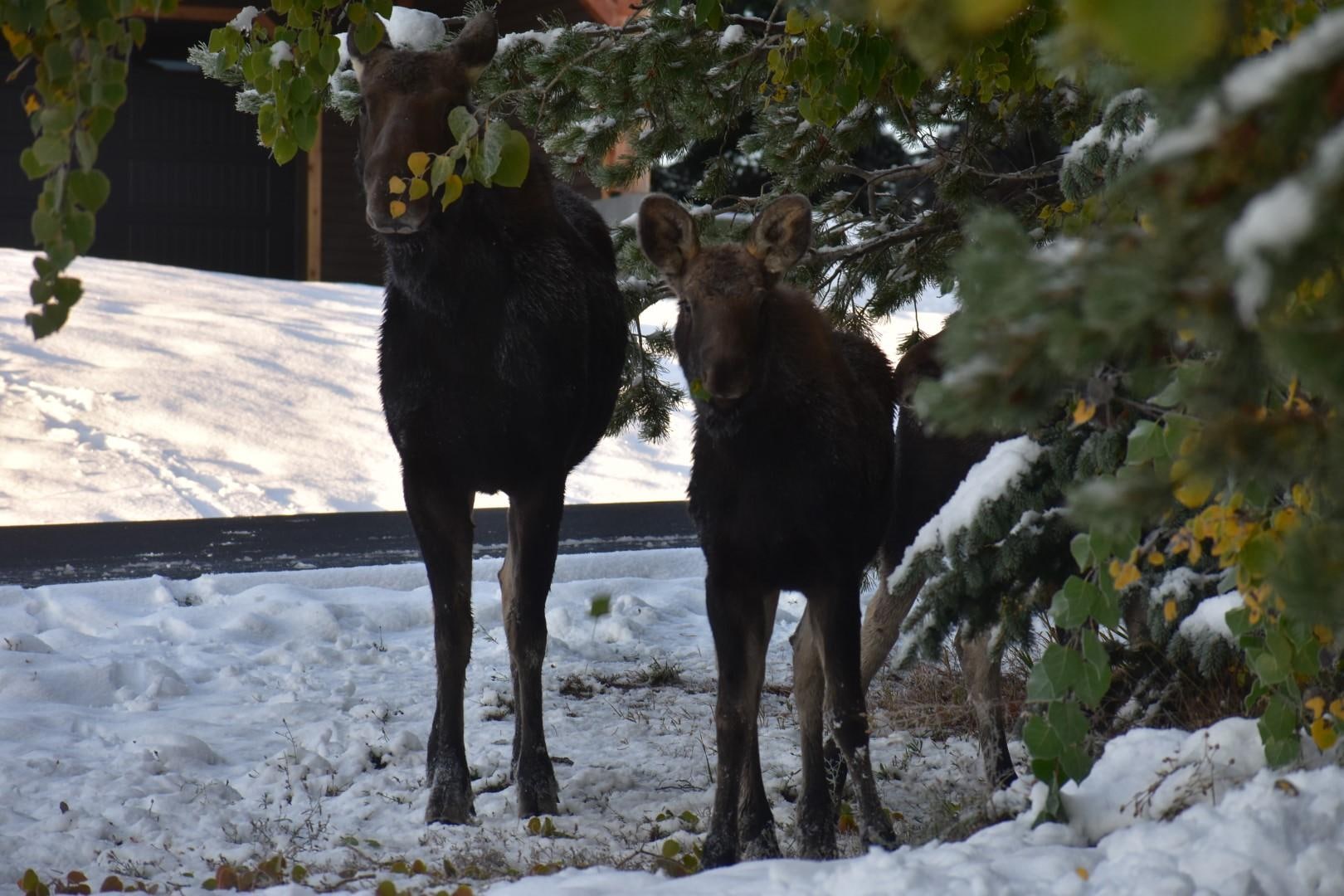 Momma moose & calf on the cabin's driveway