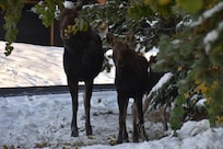 Momma moose & calf on the cabin's driveway