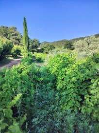 Les vignes bordant le gĂźte
