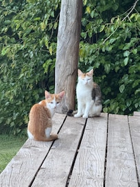 Porch cats