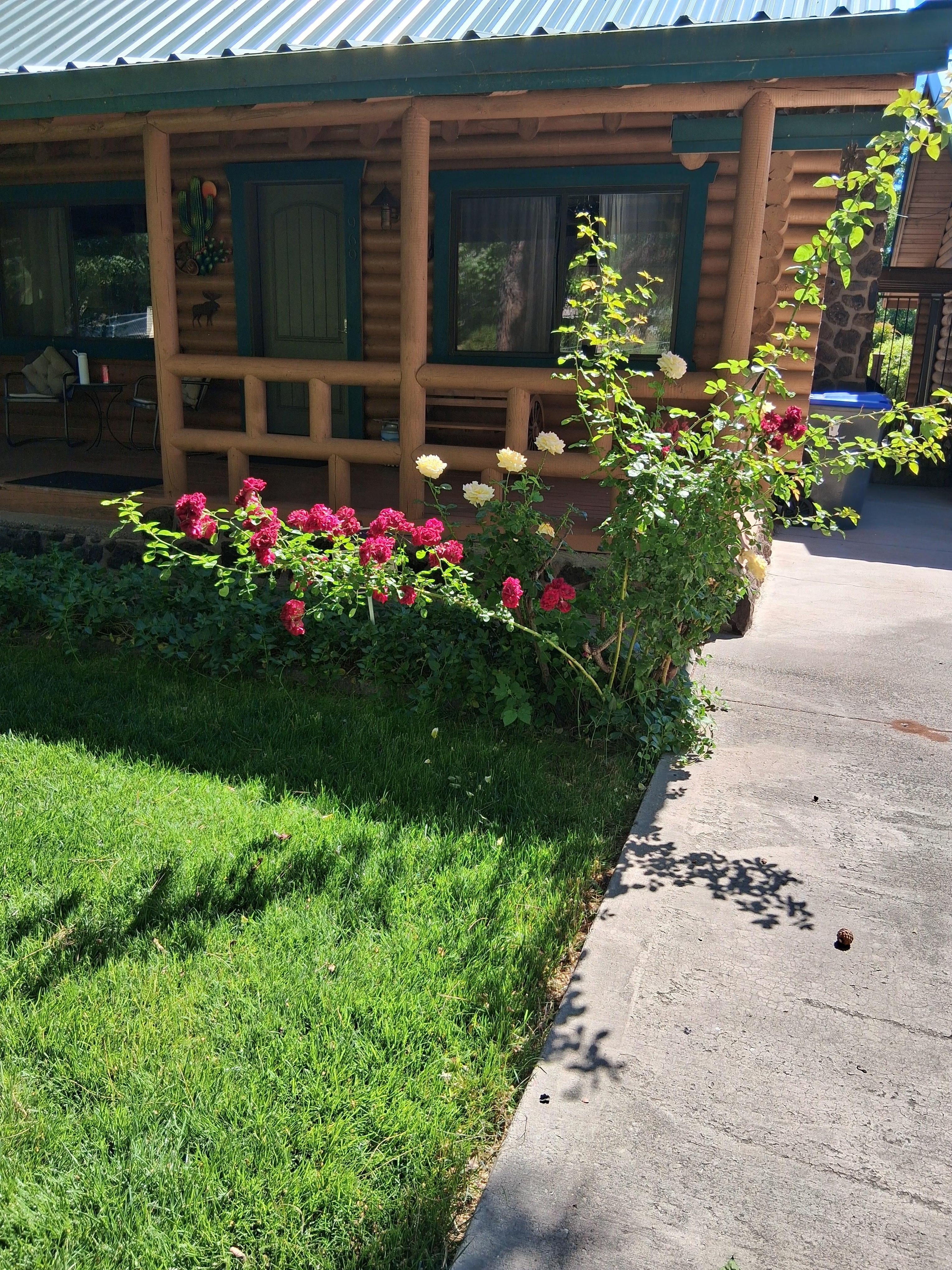 The roses in the yard eye