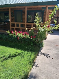 The roses in the yard eye
