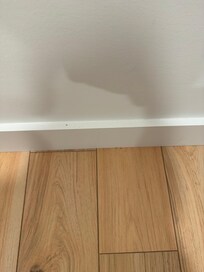 Random pictures of the ants