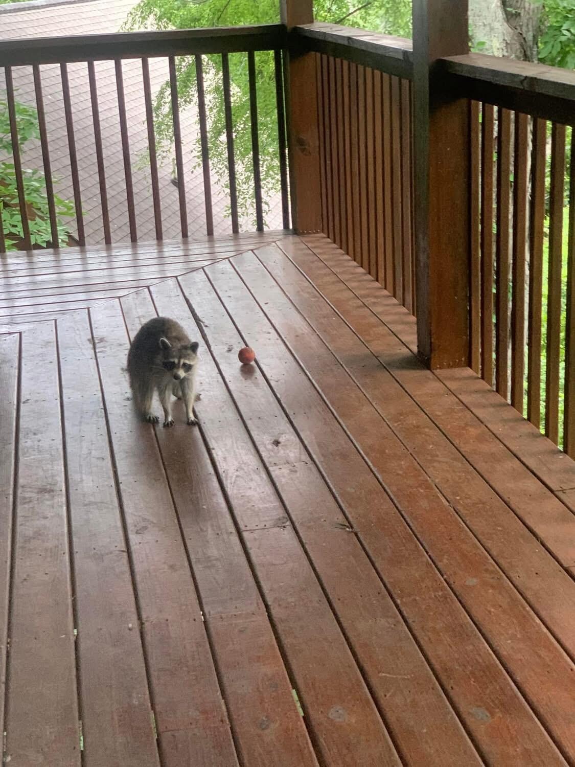 Friendly visitor