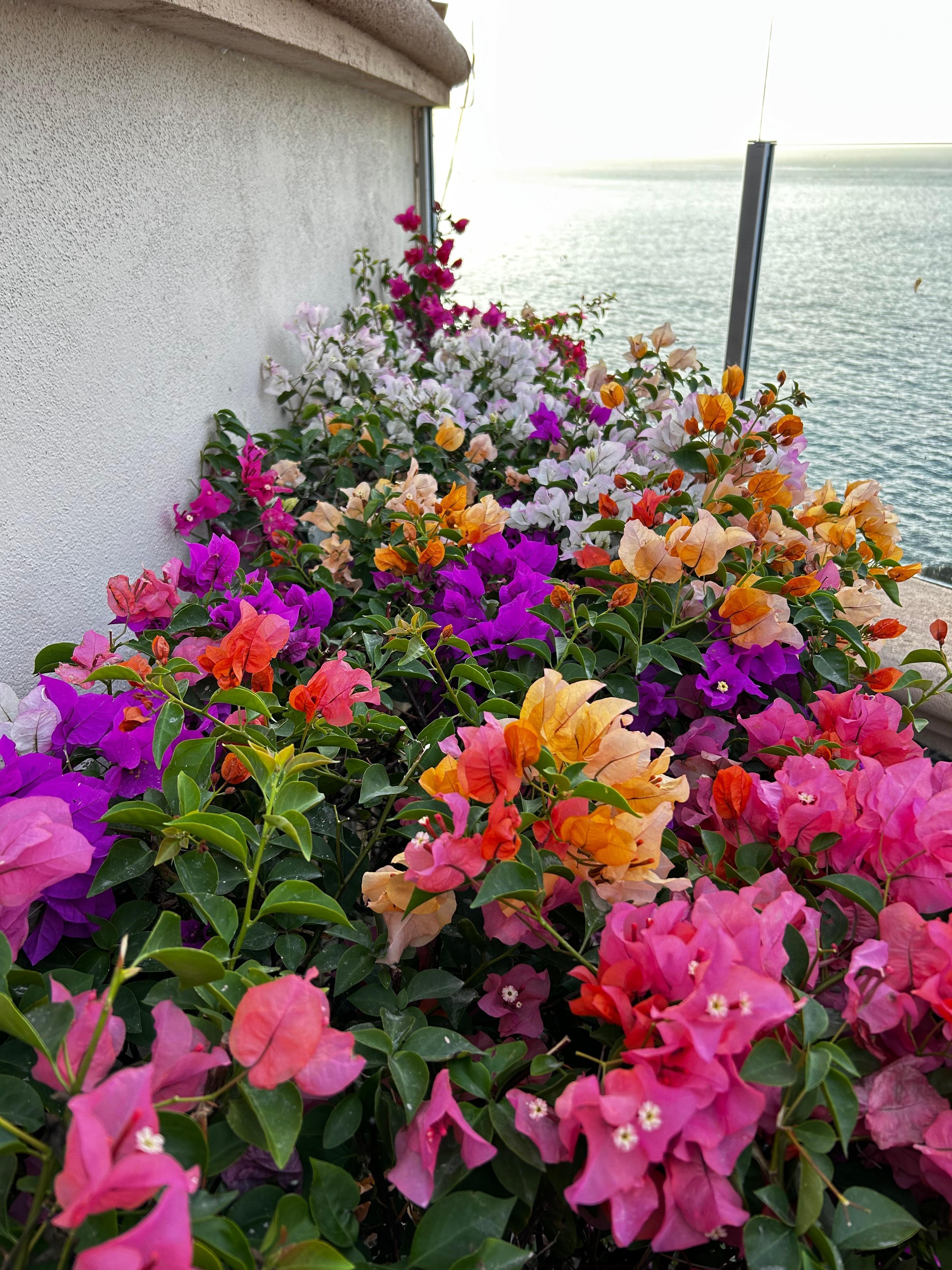  Lovely foliage and flowers everywhere