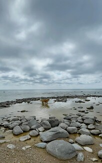 Intentionally created mitten-shaped lagoon, perfect for pet friends to swim without the waves.