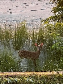 Deer