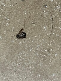 Bugs