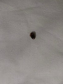 Bedbug