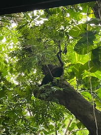 Spider monkeys seen on site. Howler monkeys heard at night but not loud at all