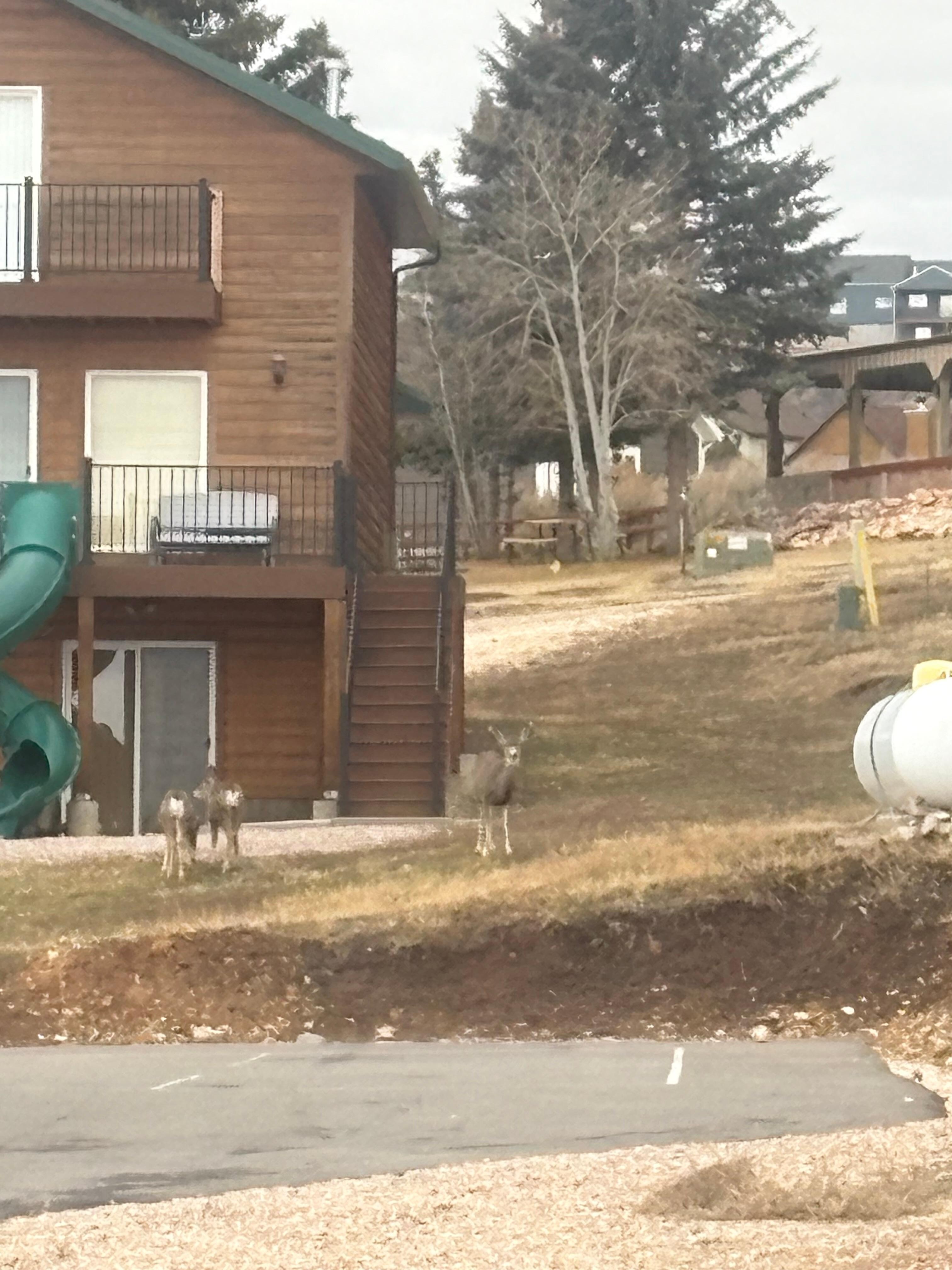 This was outside our front door at the property across the street- deer always visible 