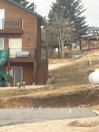 This was outside our front door at the property across the street- deer always visible