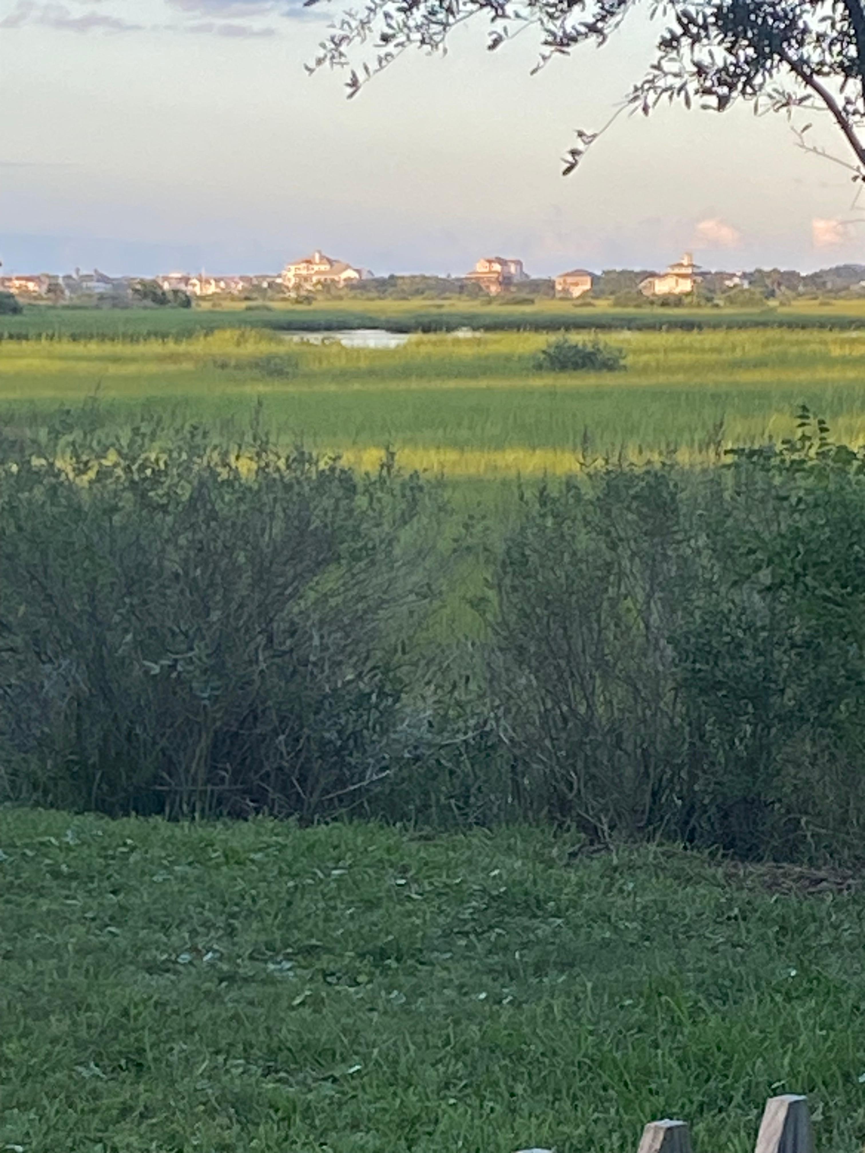 The marsh was beautiful