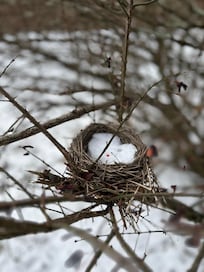 Birds nest right in the front of the property