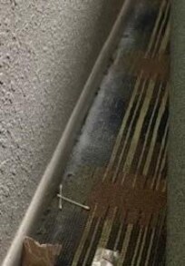 Dead roaches along wall behind sofa