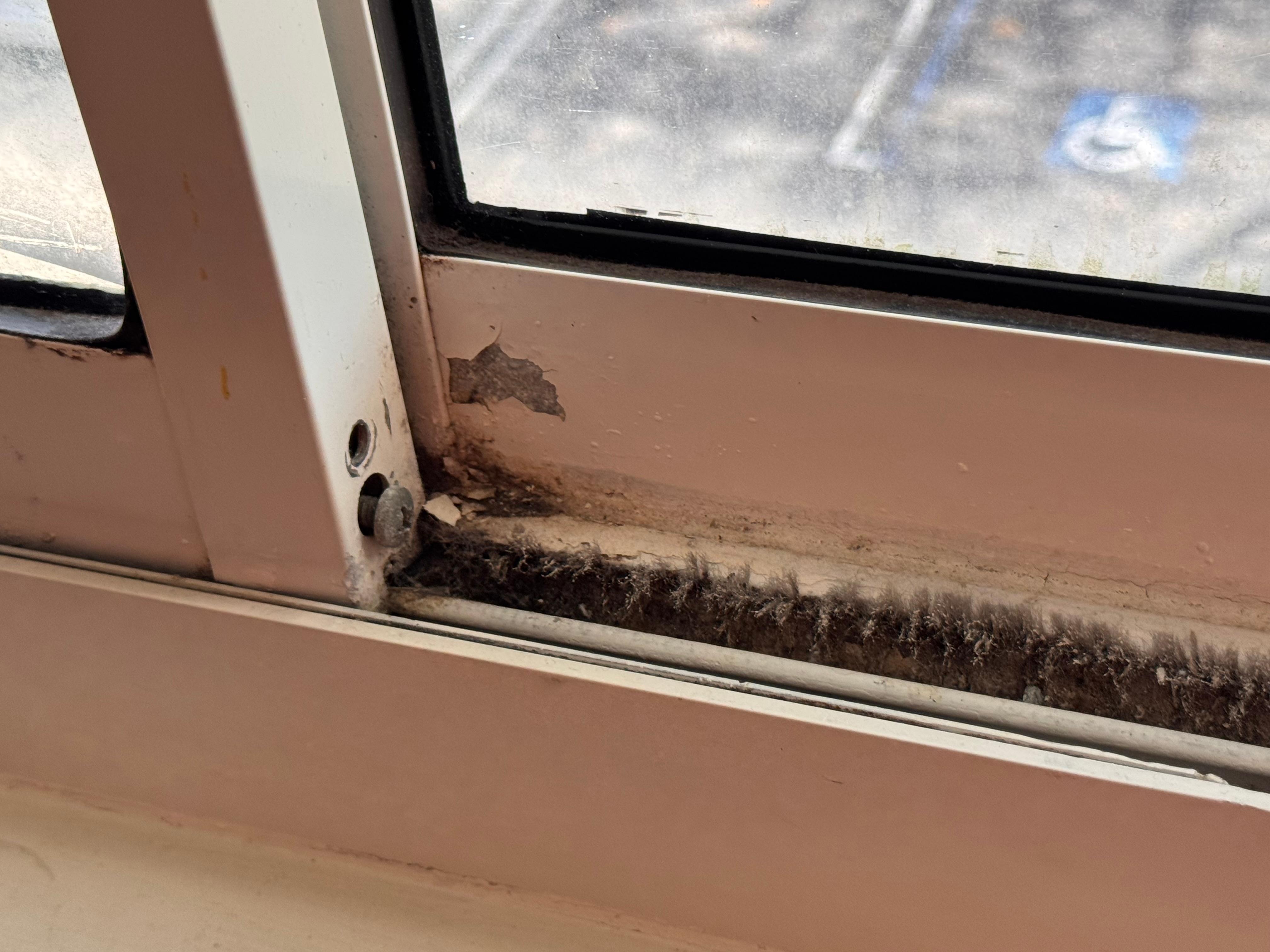 More mold