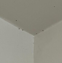 Just some of the midges in the bathroom.
