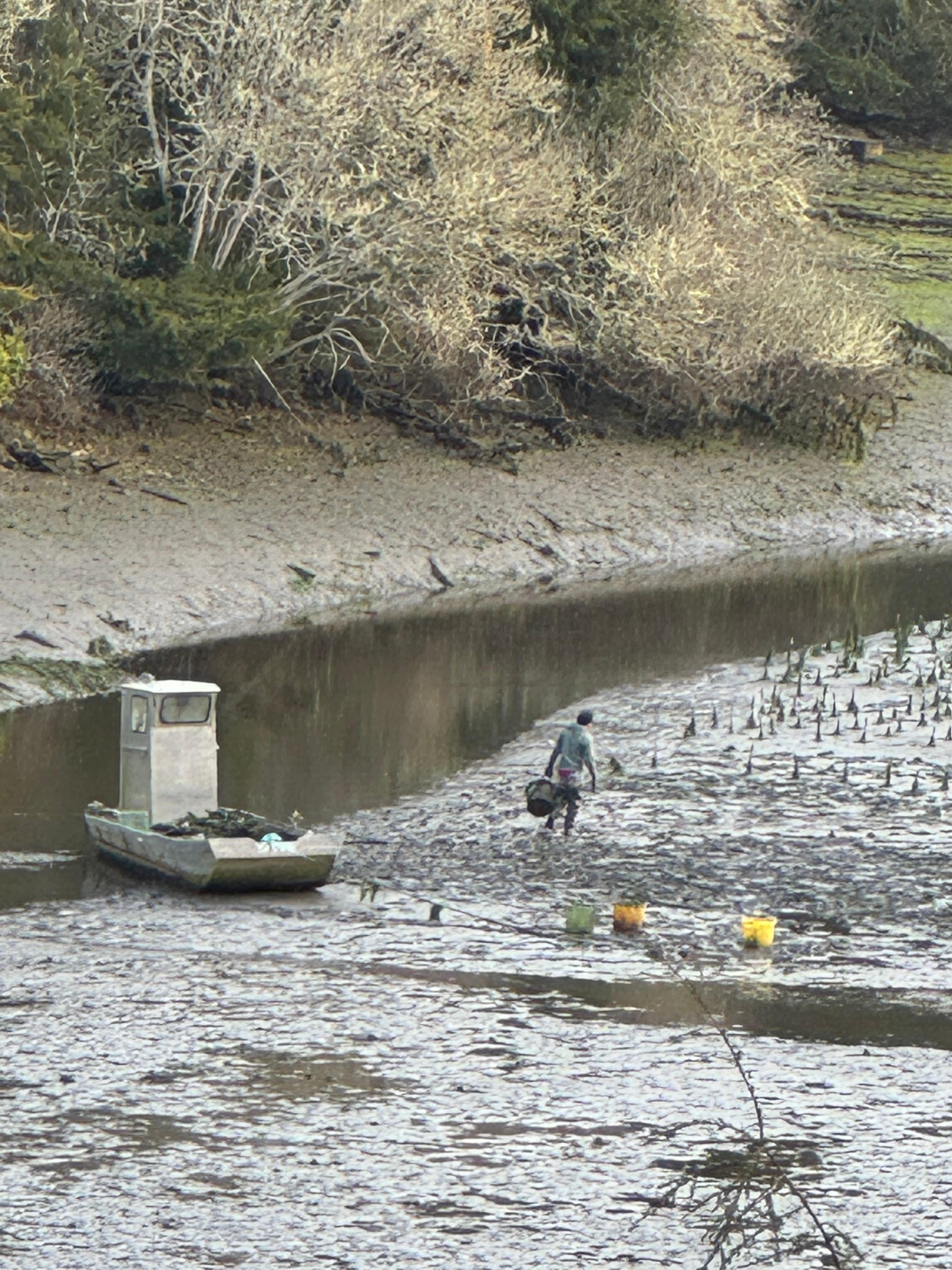 Learned about oyster harvesting, watching from the house. Fascinating!