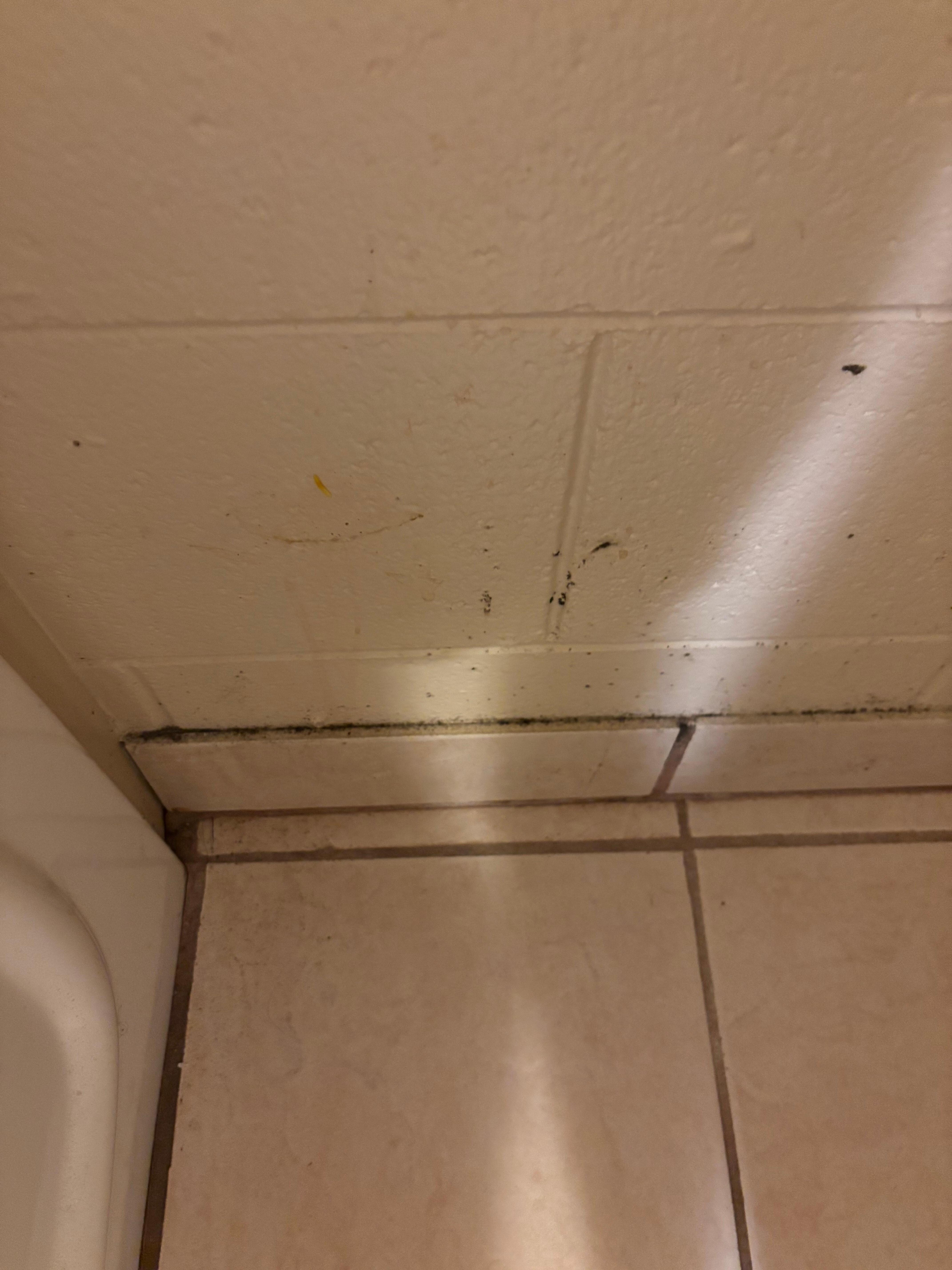 Mold 