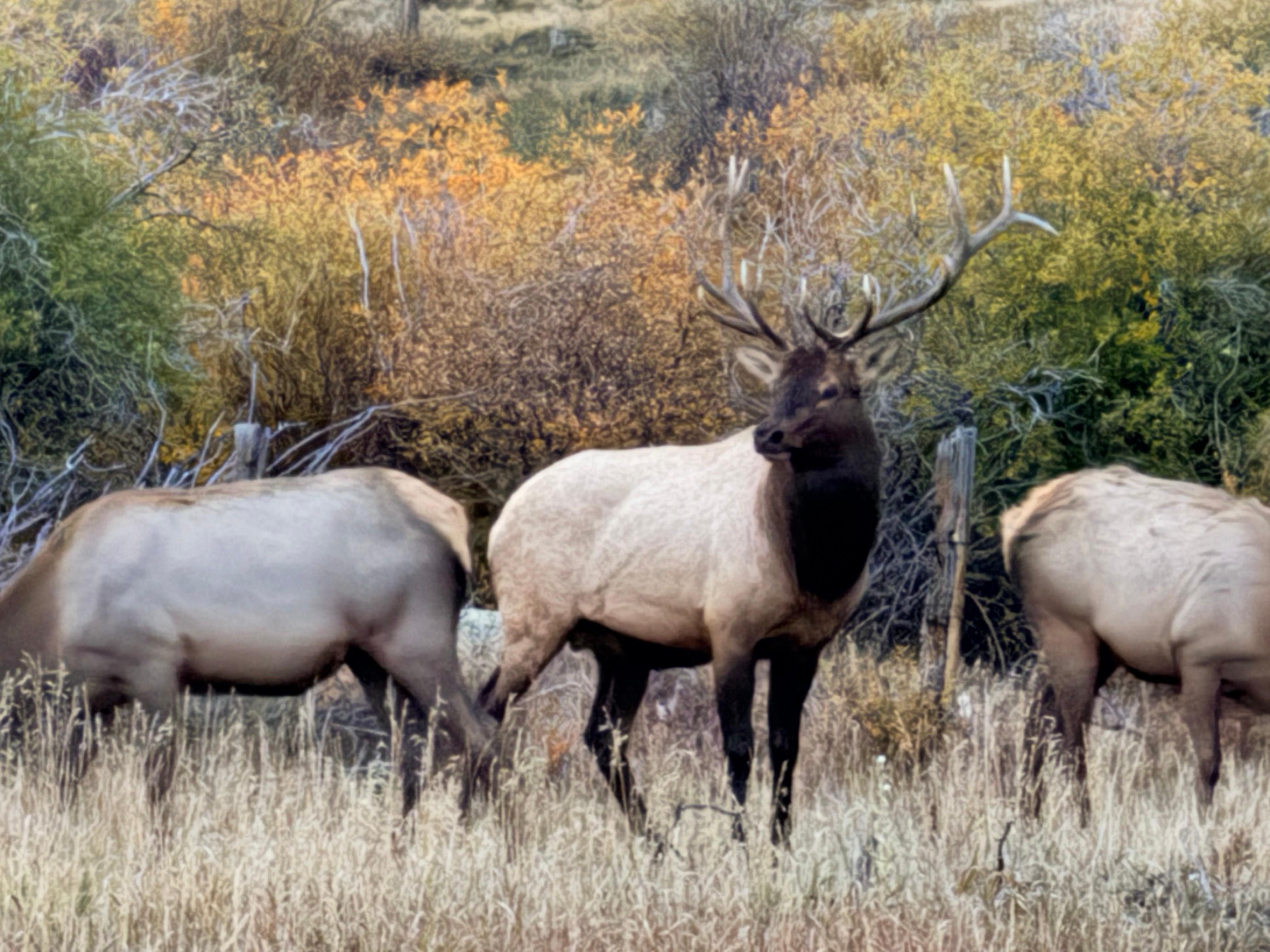 Elk just up the road from cabin