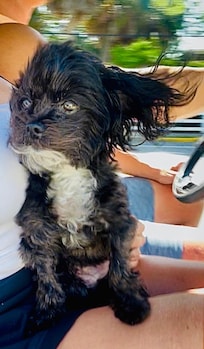 Tiny dog coffee run on the golf cart