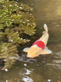 Koi pond at Kiahuna Plantation in the Orchid Garden