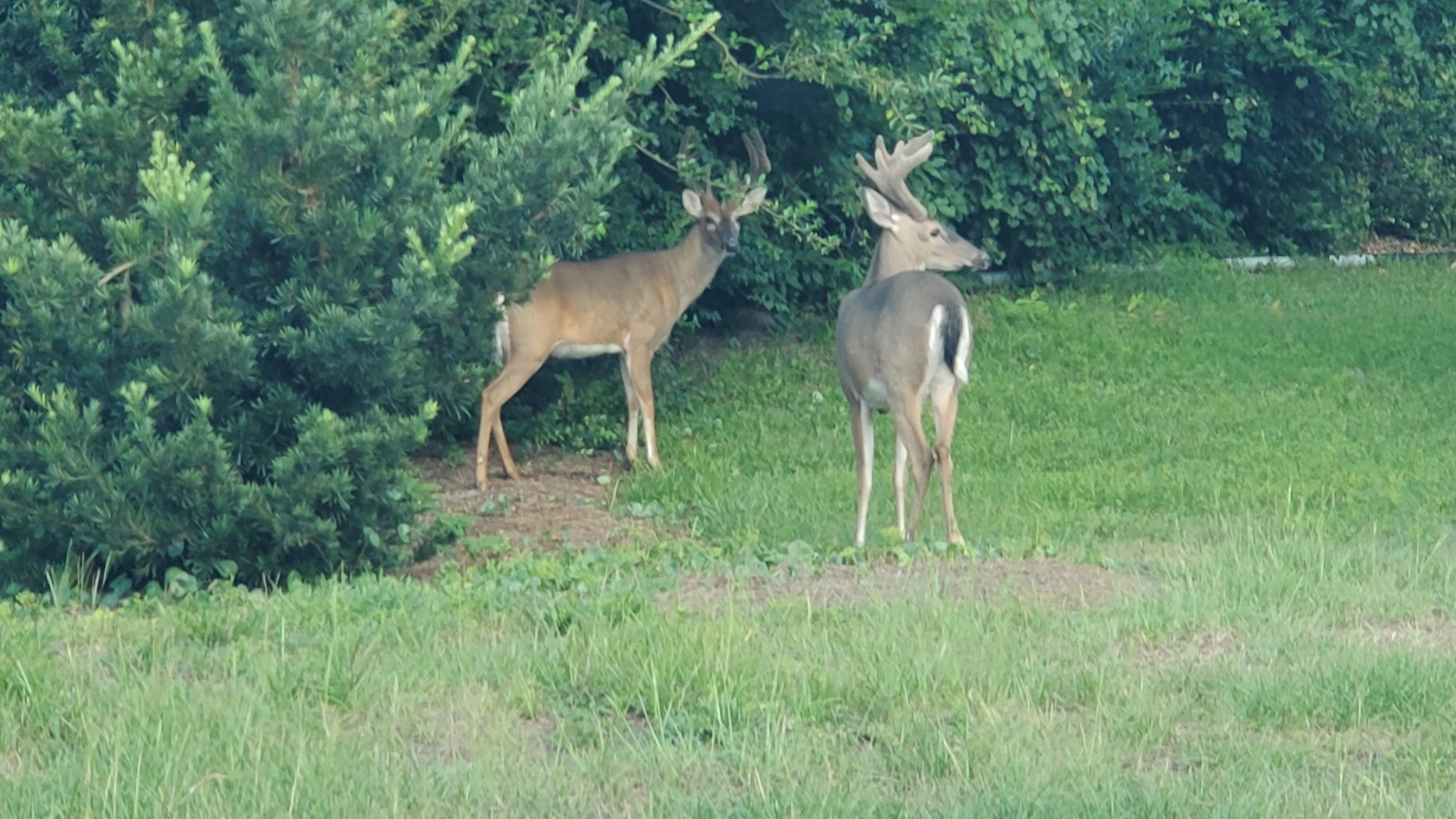 Two bucks in the back yard