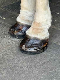 Went on a historic carriage ride and this are the horse’s hooves.