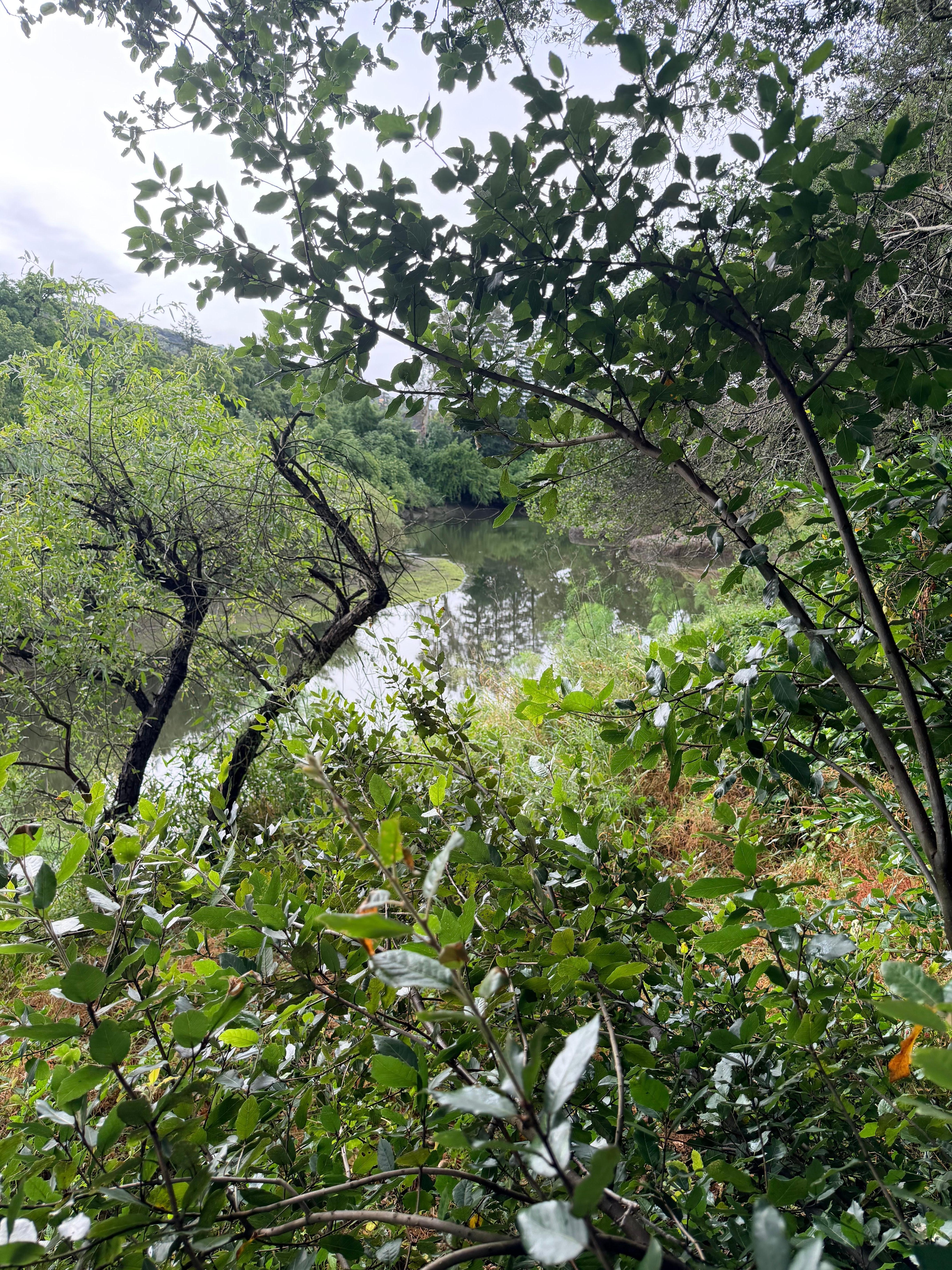Napa River different view.