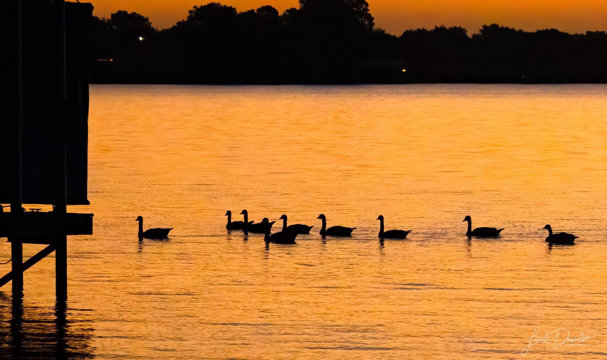 Sunrise from the back of the property with a flock of Canadian geese floating by.