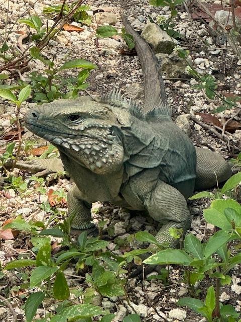 local blue iguana, seen mostly at botanical gardens