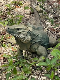 local blue iguana, seen mostly at botanical gardens