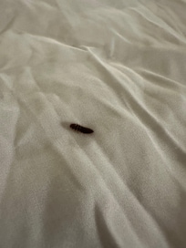 Bug in bed!