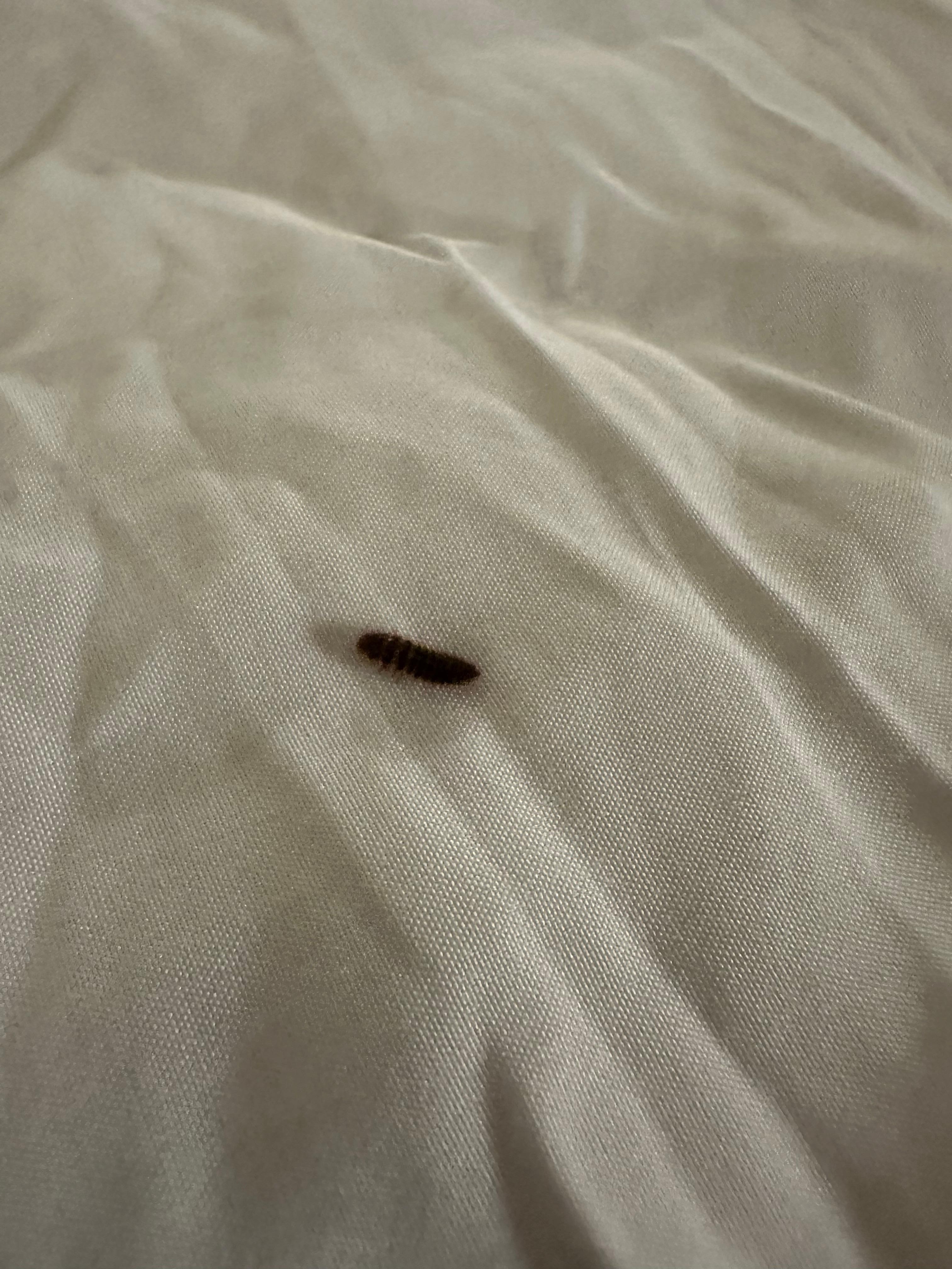 Bug in bed!