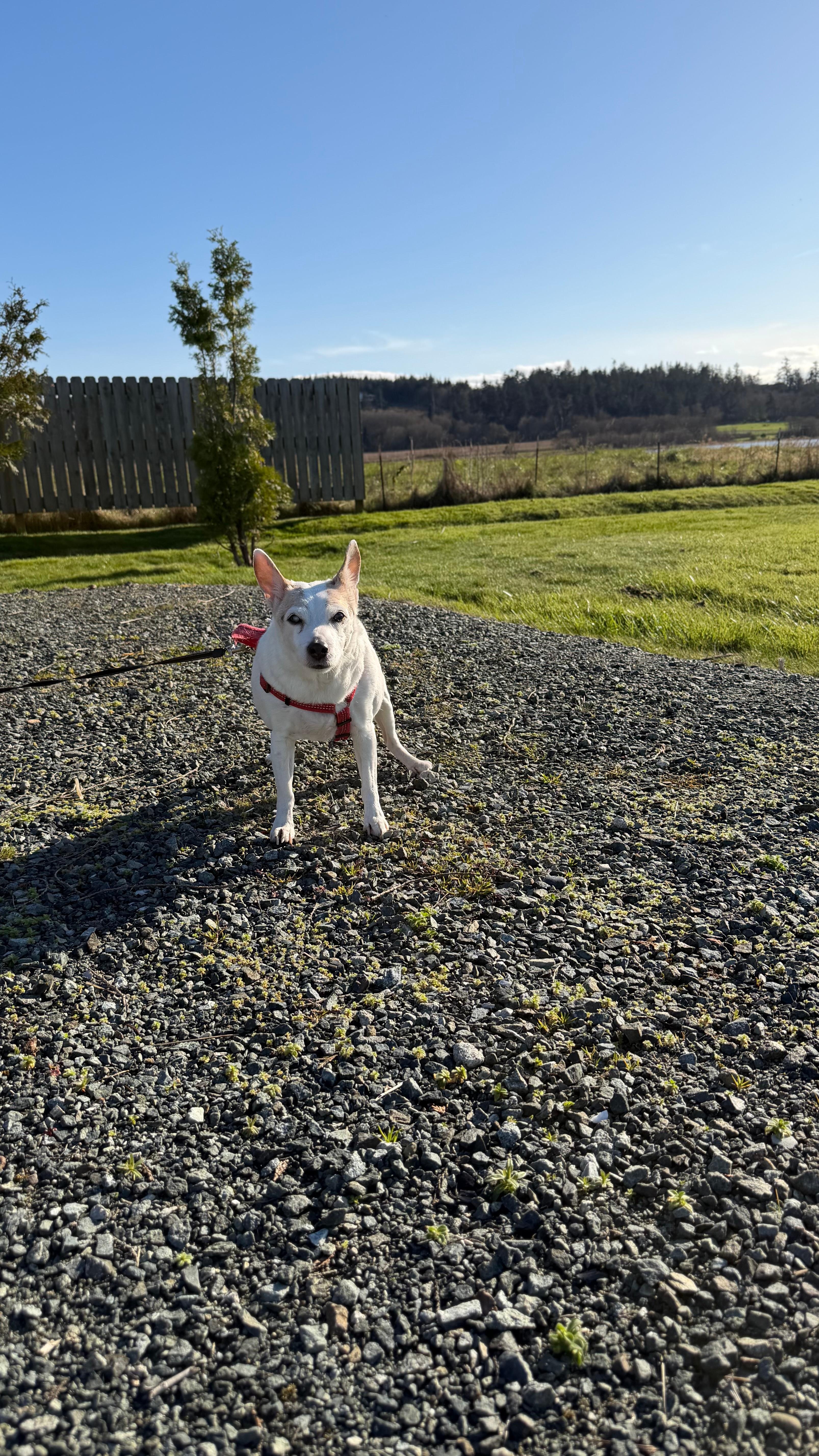 I think my 16 year old girl approves of Swan Lake Cottage