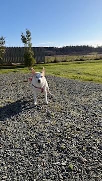 I think my 16 year old girl approves of Swan Lake Cottage