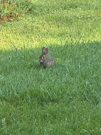 Multiple tiny bunnies play here everyday