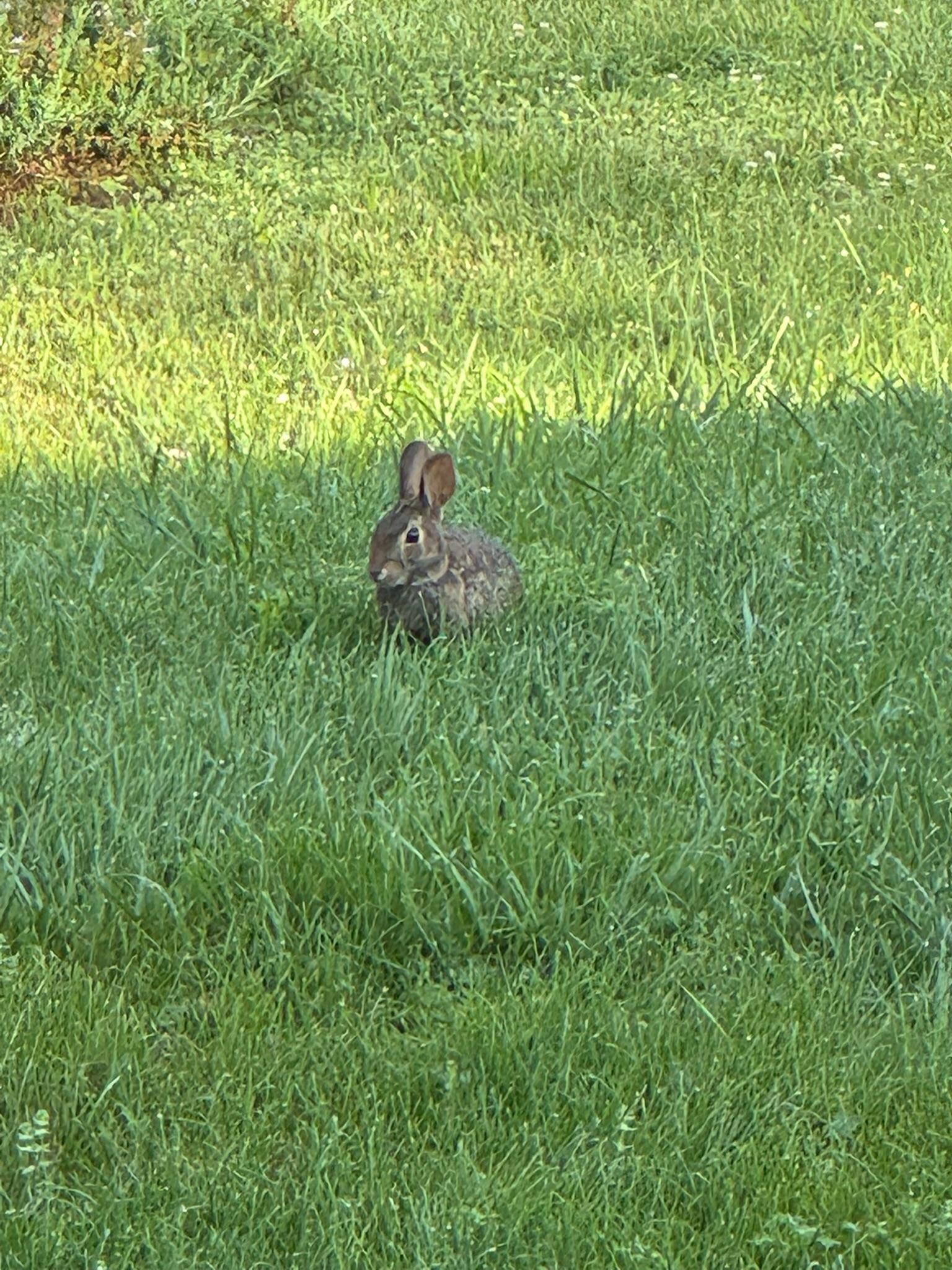 Multiple tiny bunnies play here everyday