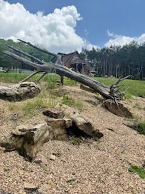 View from fence line in backyard