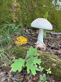 Carnifax battlefield hike