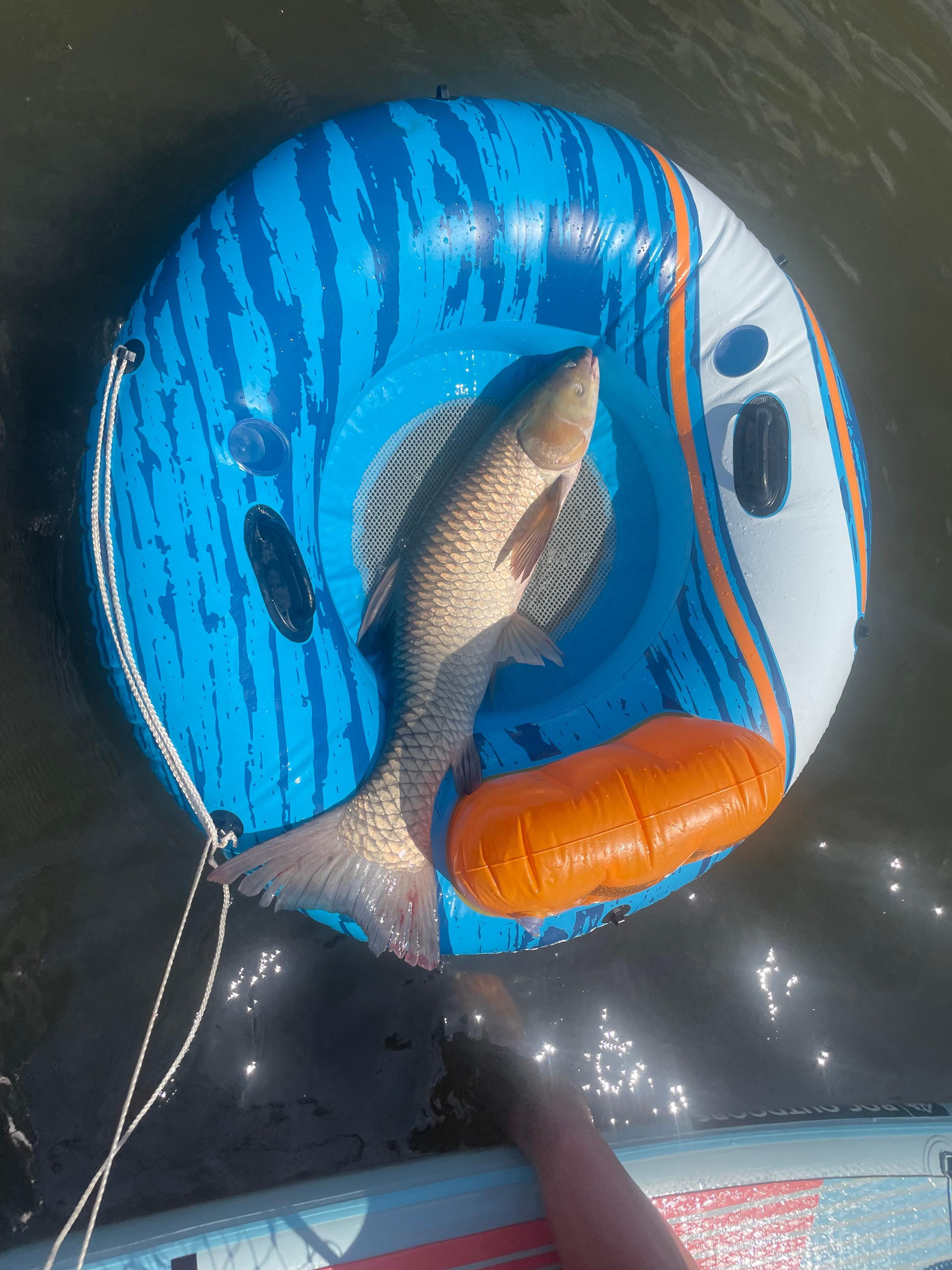 The two 8 years granddaughters caught that fish in water off dock with a large net!
