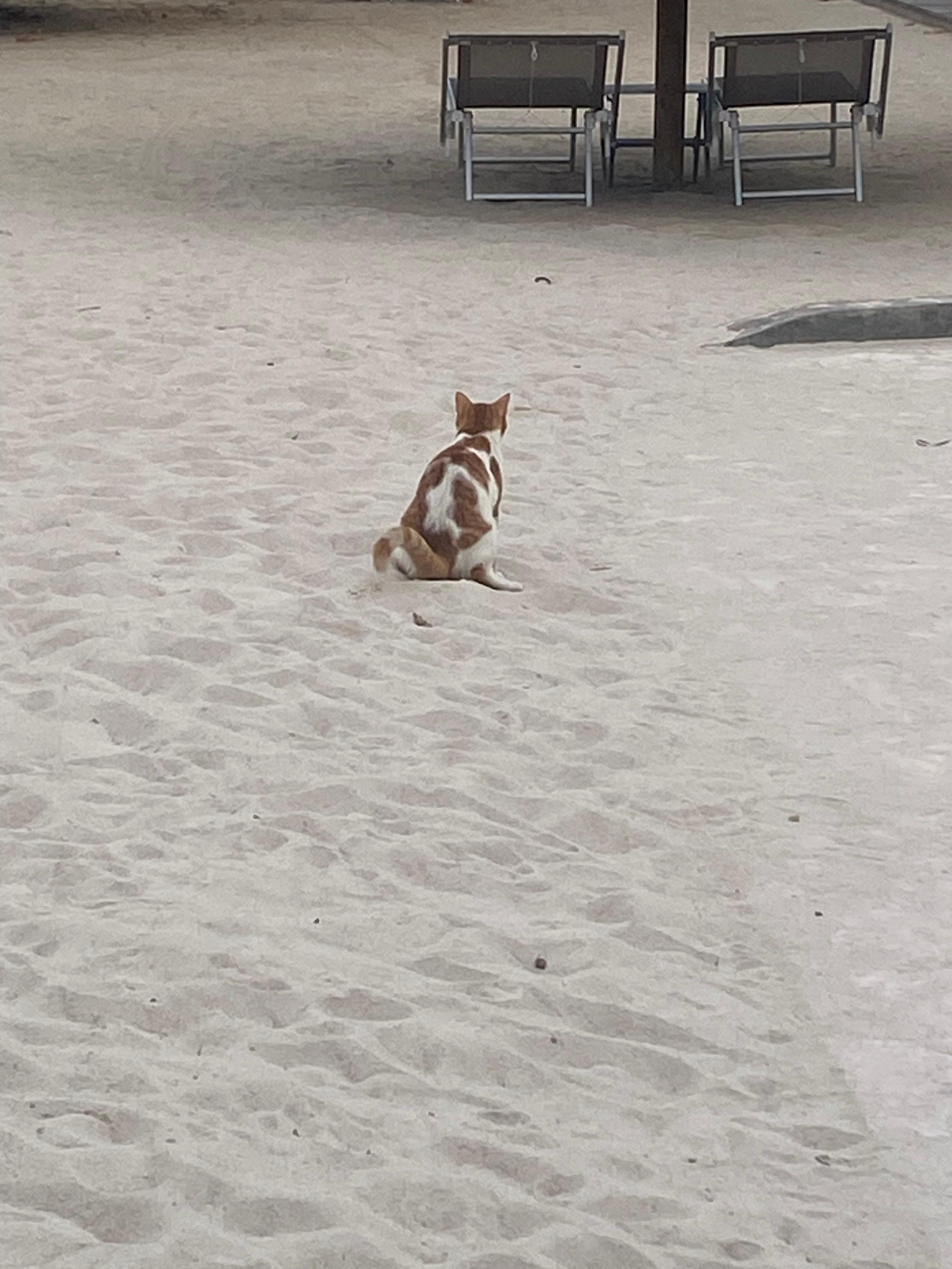 Stray cat pooping in the volleyball court